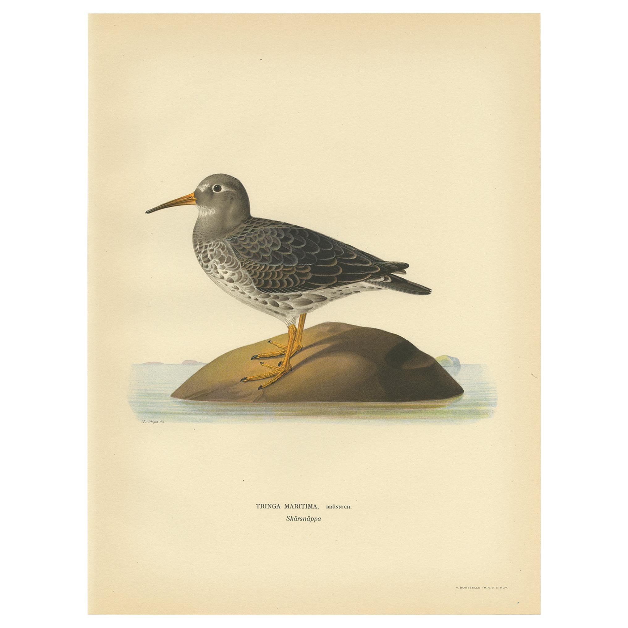 Grabado antiguo de pájaros del correlimos zarapitín por Von Wright, 1929