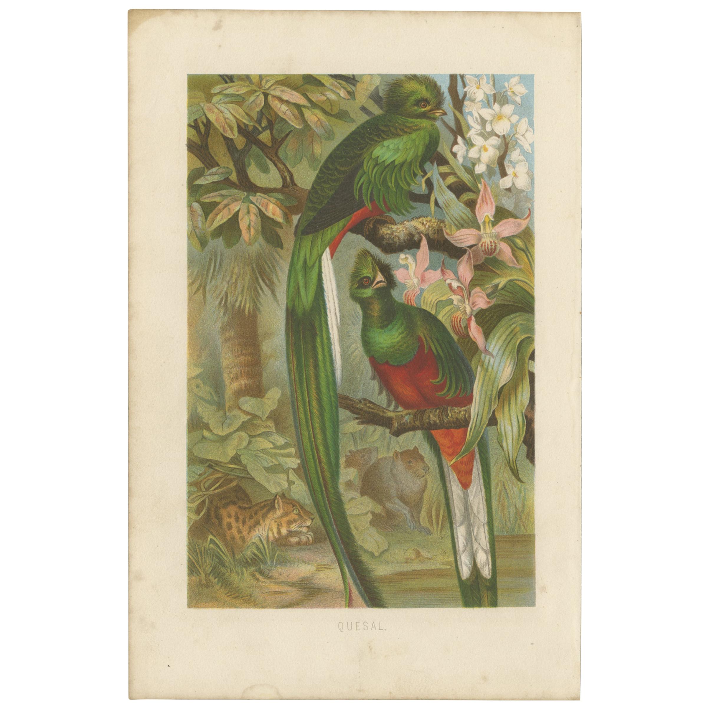 Antique Bird Print of the Quetzal by Brehm '1891'
