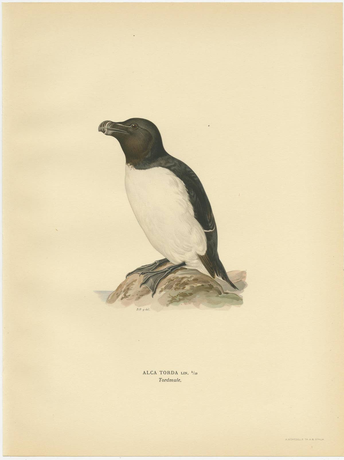Antique Bird Print of the Razorbill or Lesser Auk by Von Wright, 1929