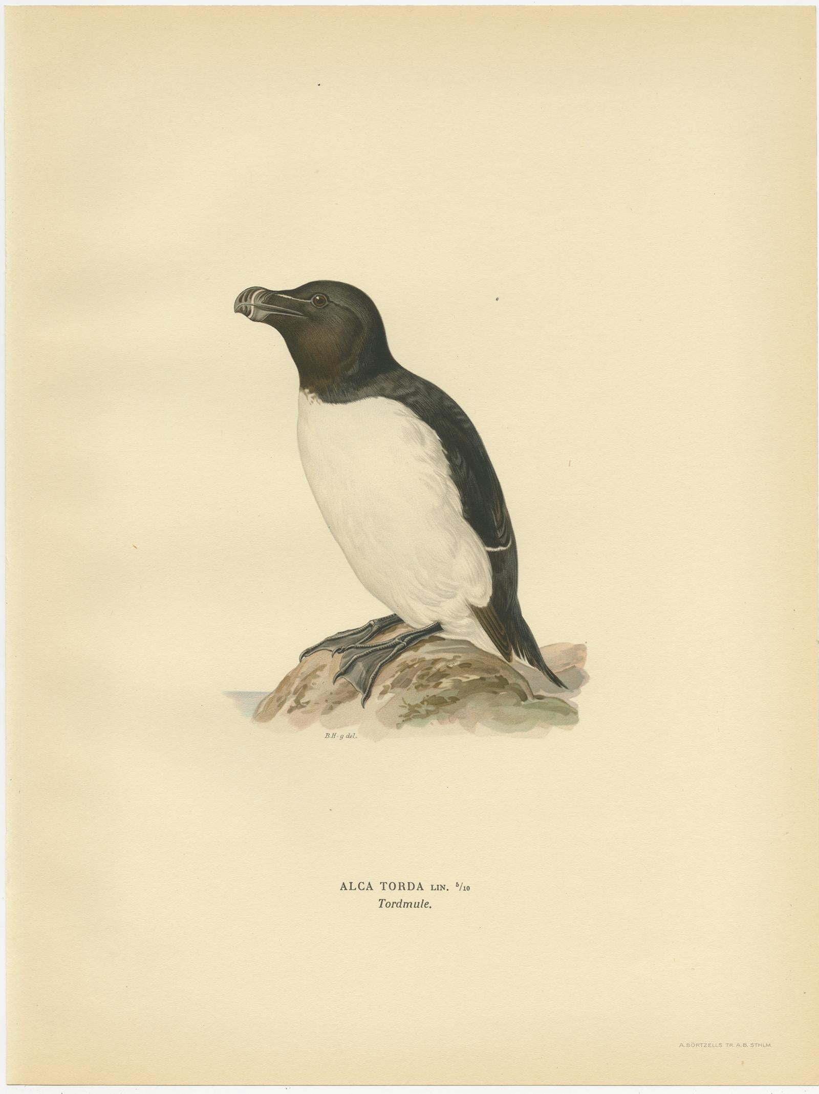 20ième siècle Impression ancienne d'oiseau du Razorbill ou « Lesser Auk » par Von Wright, 1929 en vente