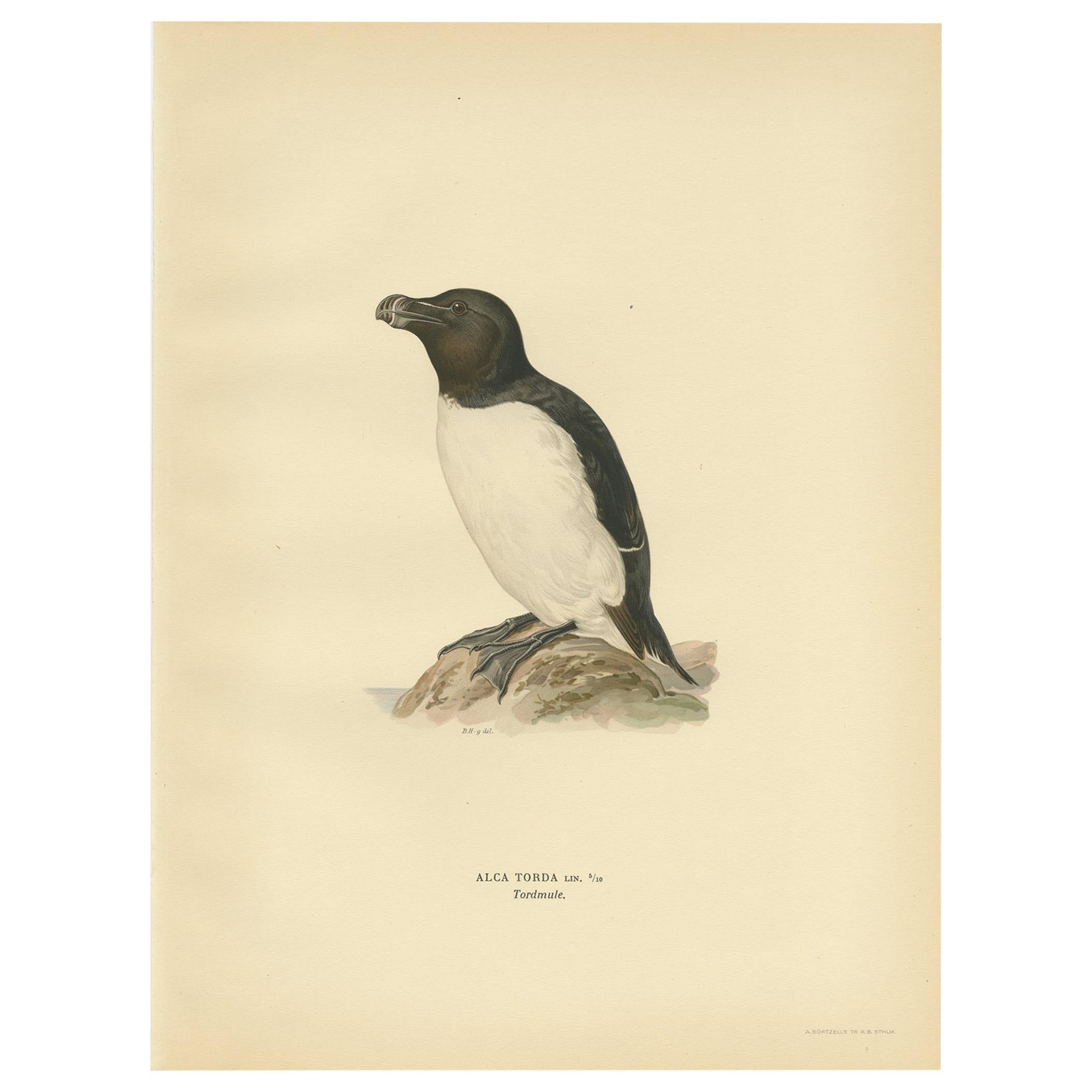 Antiker antiker Vogeldruck des Razorbill oder Lesser Auk von Von Wright, 1929