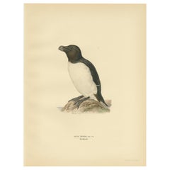 Antique Bird Print of the Razorbill or Lesser Auk by Von Wright, 1929