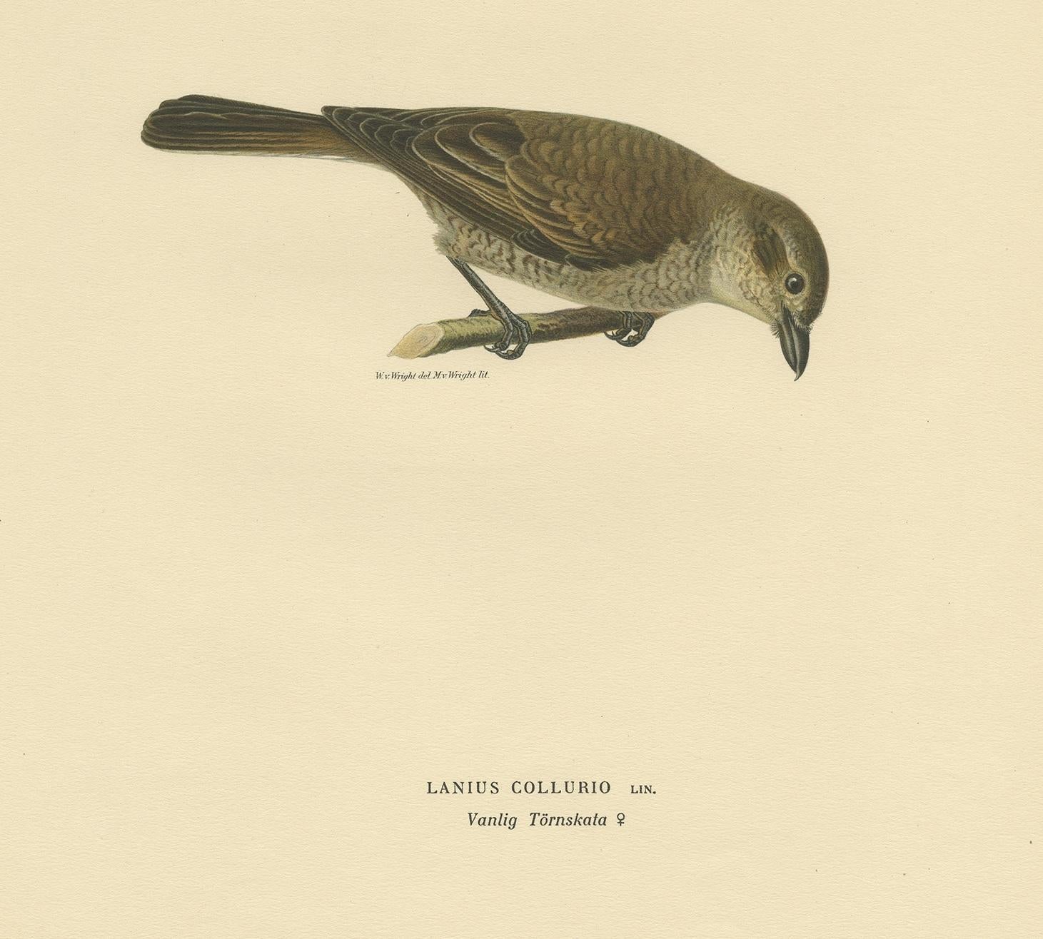 Antique bird print titled 'Lanius Collurio'. Old bird print depicting the red-backed shrike. This print orginates from 'Svenska Foglar Efter Naturen Och Pa Stenritade' by Magnus von Wright.