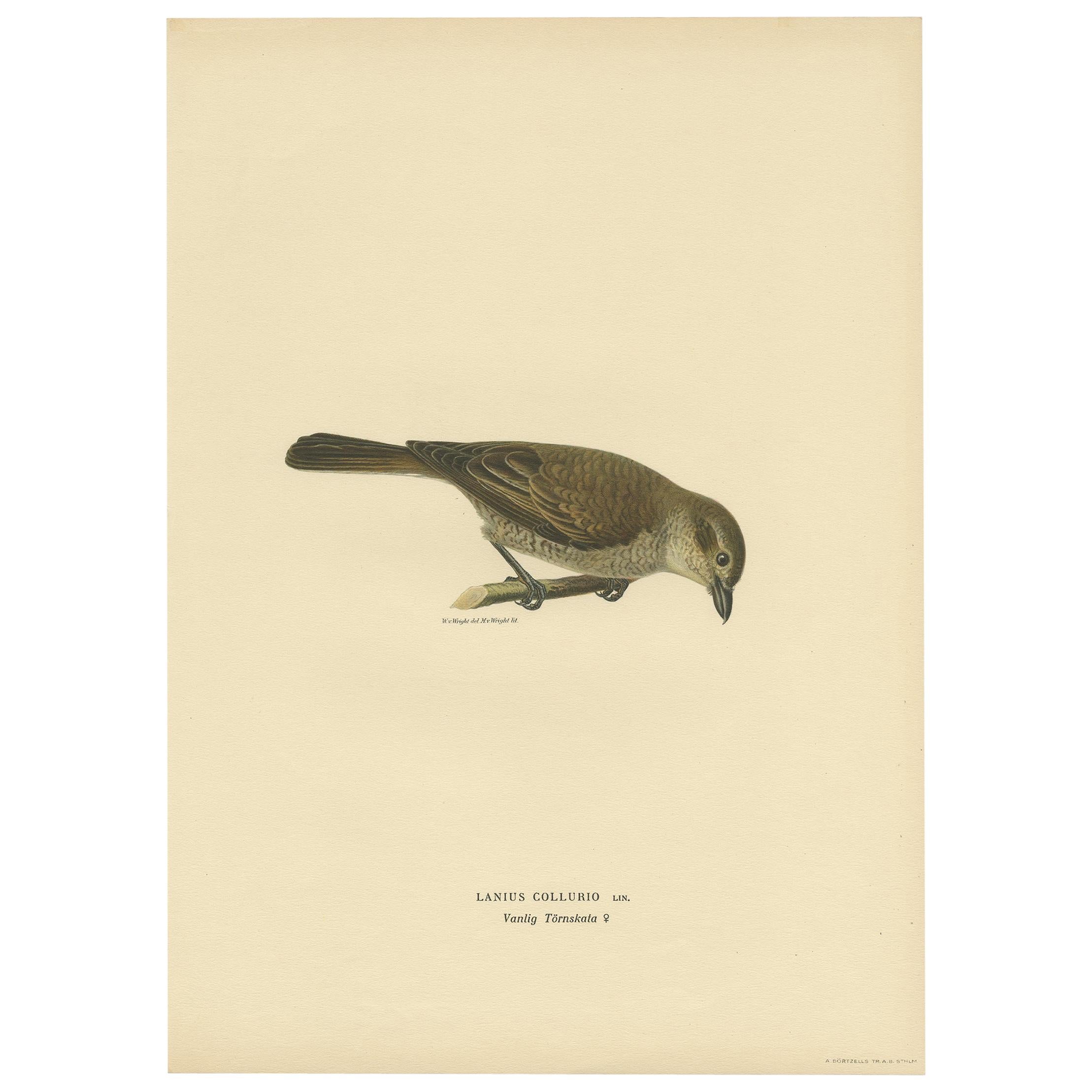 Antique Bird Print of the Red-Backed Shrike by Von Wright '1927' For Sale