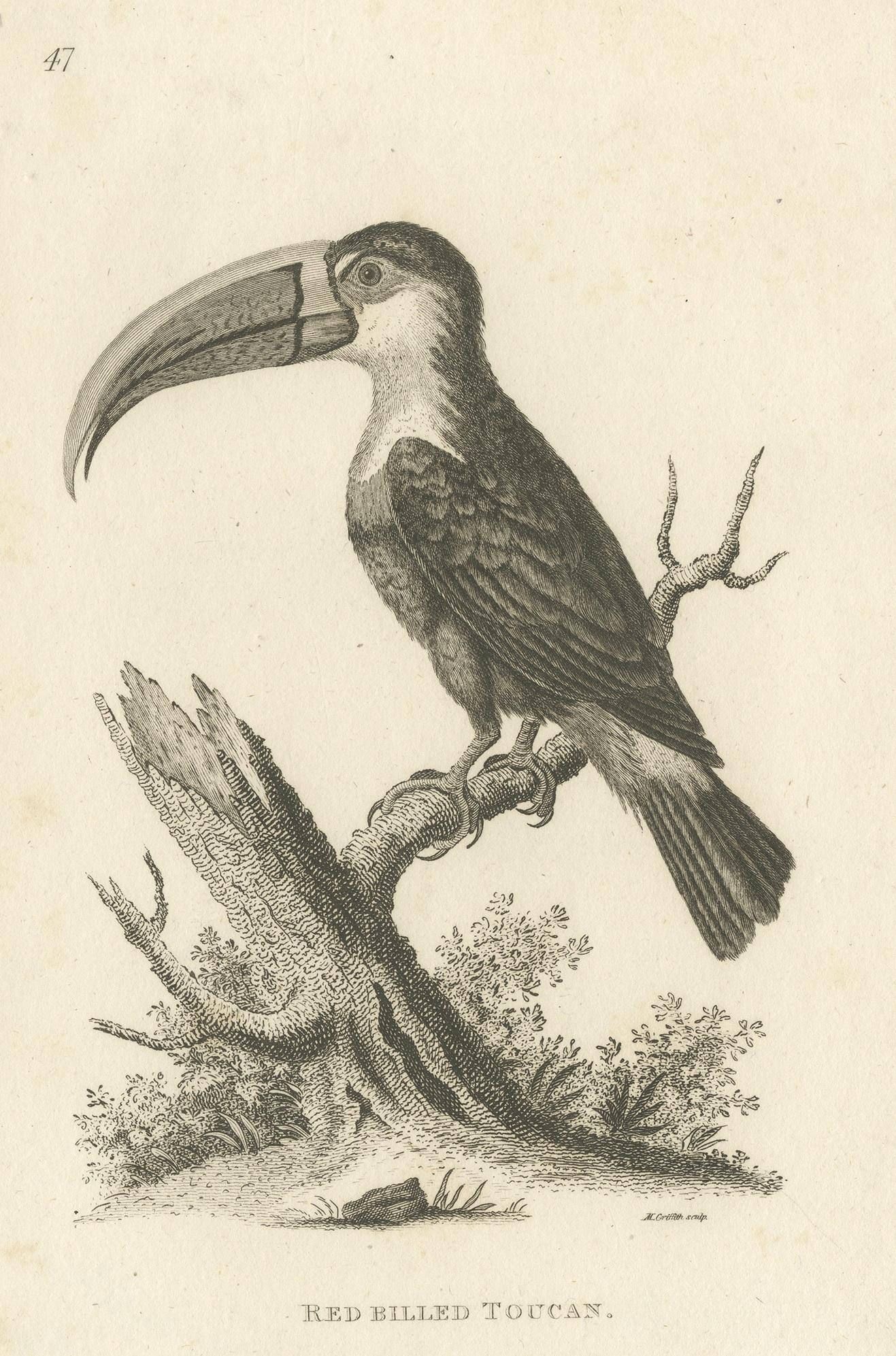 Antiker antiker Vogeldruck des rot geblümten Toucan von Shaw, '1811' im Zustand „Gut“ im Angebot in Langweer, NL