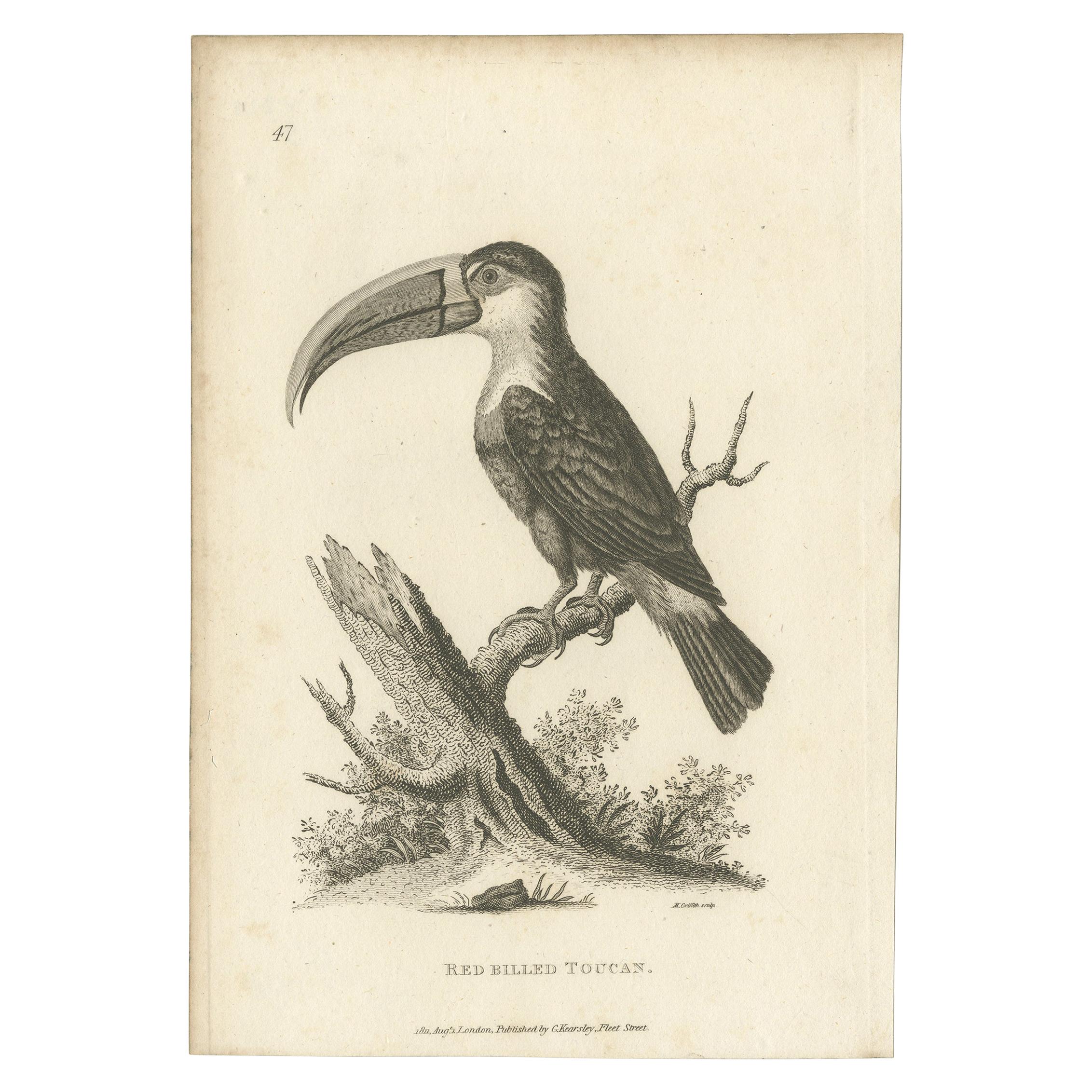 Impression ancienne d'oiseau toucan à billets rouges par Shaw, '1811'
