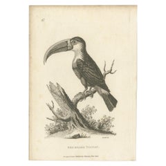 Antique Bird Print of the Red-Billed Toucan by Shaw, '1811'