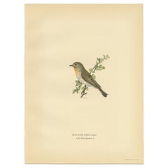 Impression ancienne d'oiseau de la cache-boue à fleurs rouges par Von Wright, 1927
