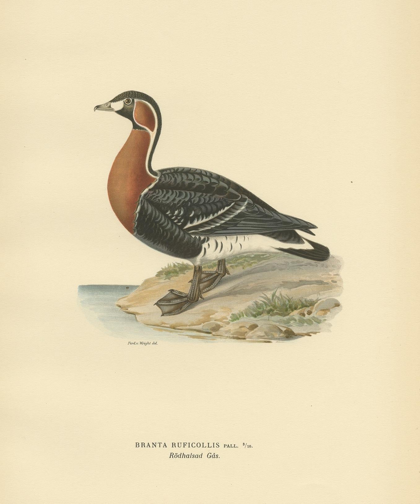 Antique bird print titled 'Branta Ruficollis'. Old bird print depicting the red-breasted goose. This print originates from 'Svenska Foglar Efter Naturen Och Pa Stenritade' by Magnus von Wright.