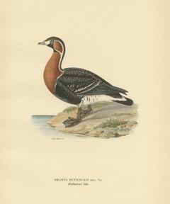 Antique Bird Print of the Red-Breasted Goose by Von Wright '1929'