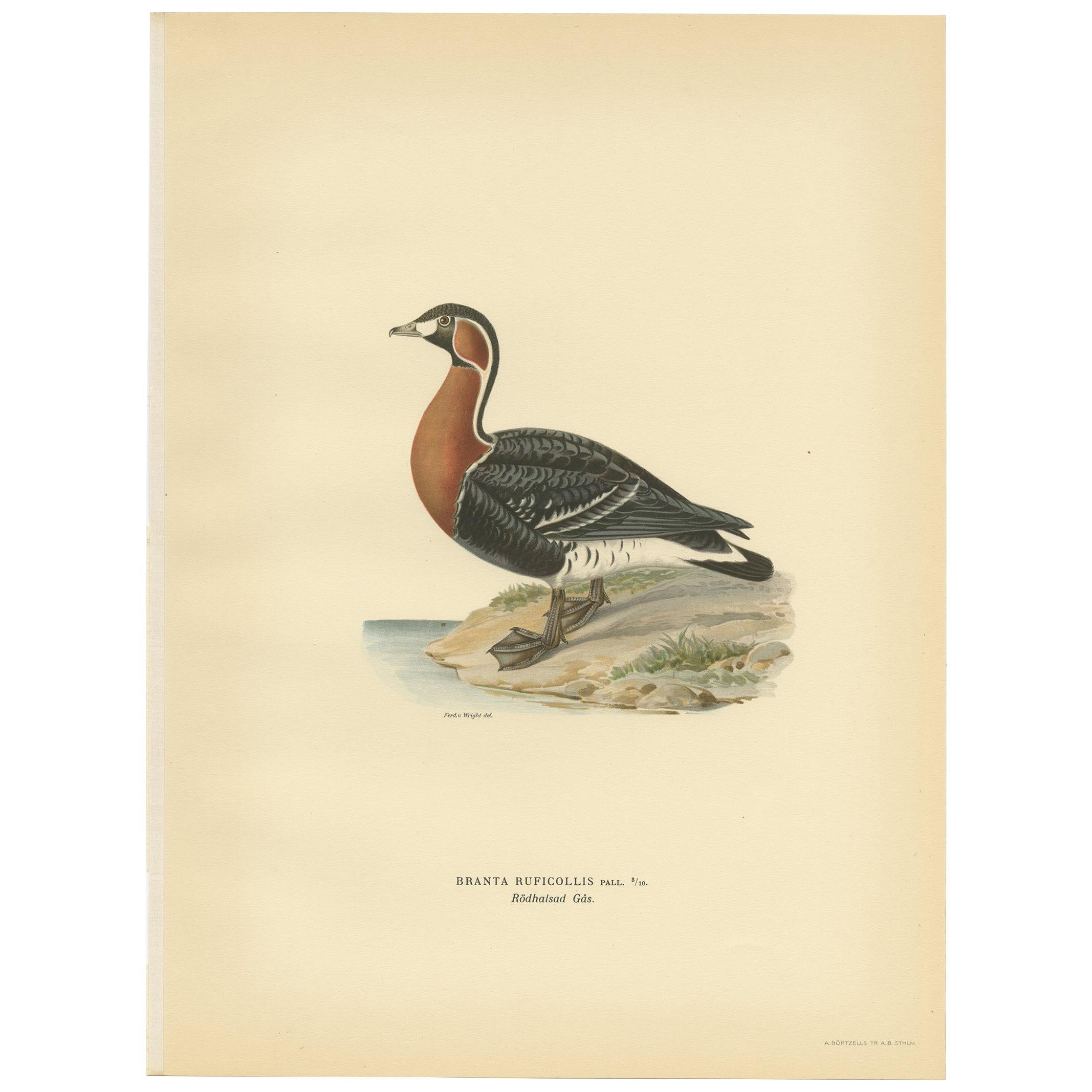 Antique Bird Print of the Red-Breasted Goose by Von Wright '1929' For Sale