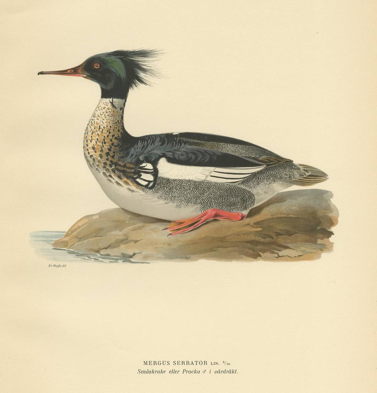 Antique Bird Print of the Red-Breasted Merganser by Von Wright '1929'