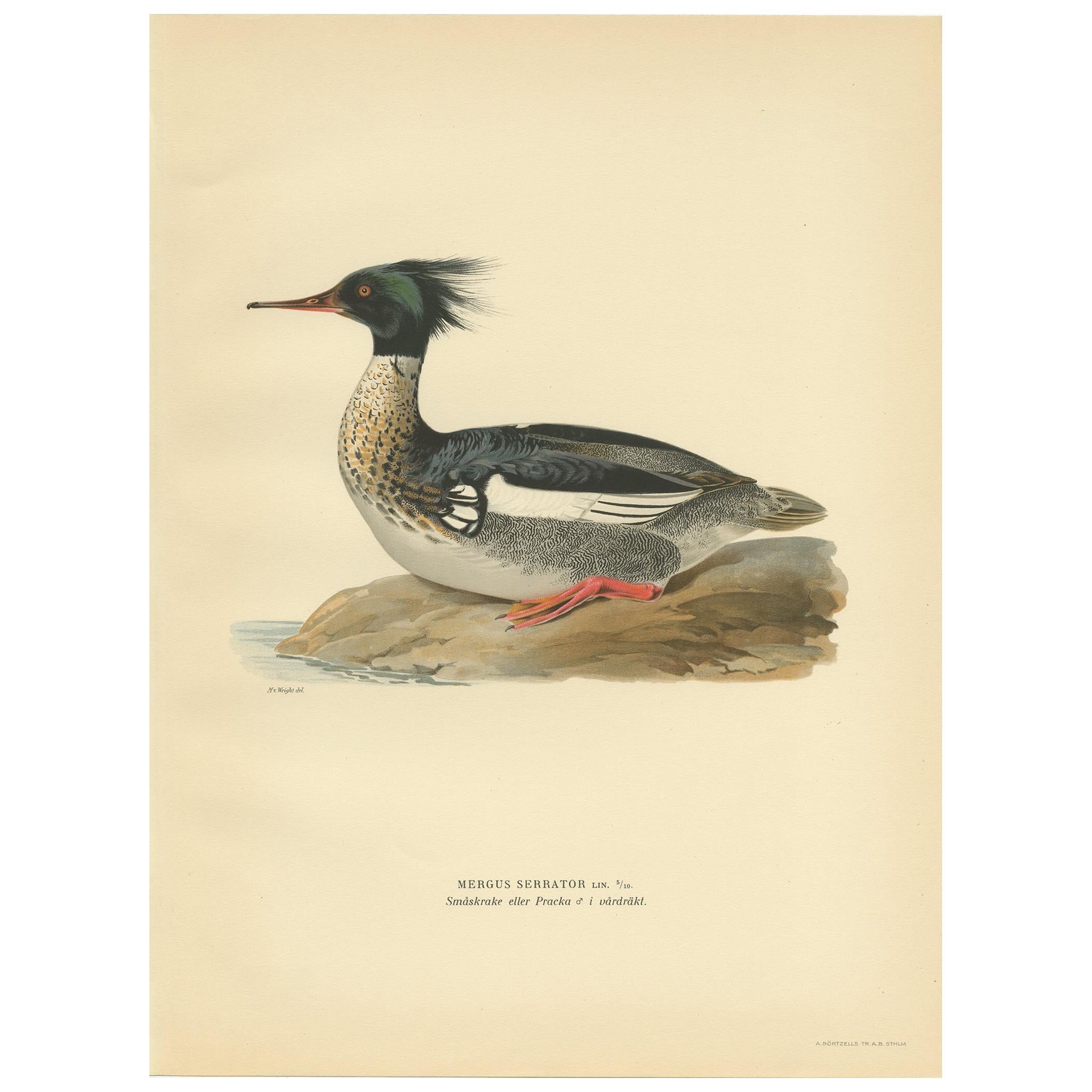 Antique Bird Print of the Red-Breasted Merganser by Von Wright '1929'