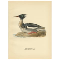 Antique Bird Print of the Red-Breasted Merganser by Von Wright '1929'