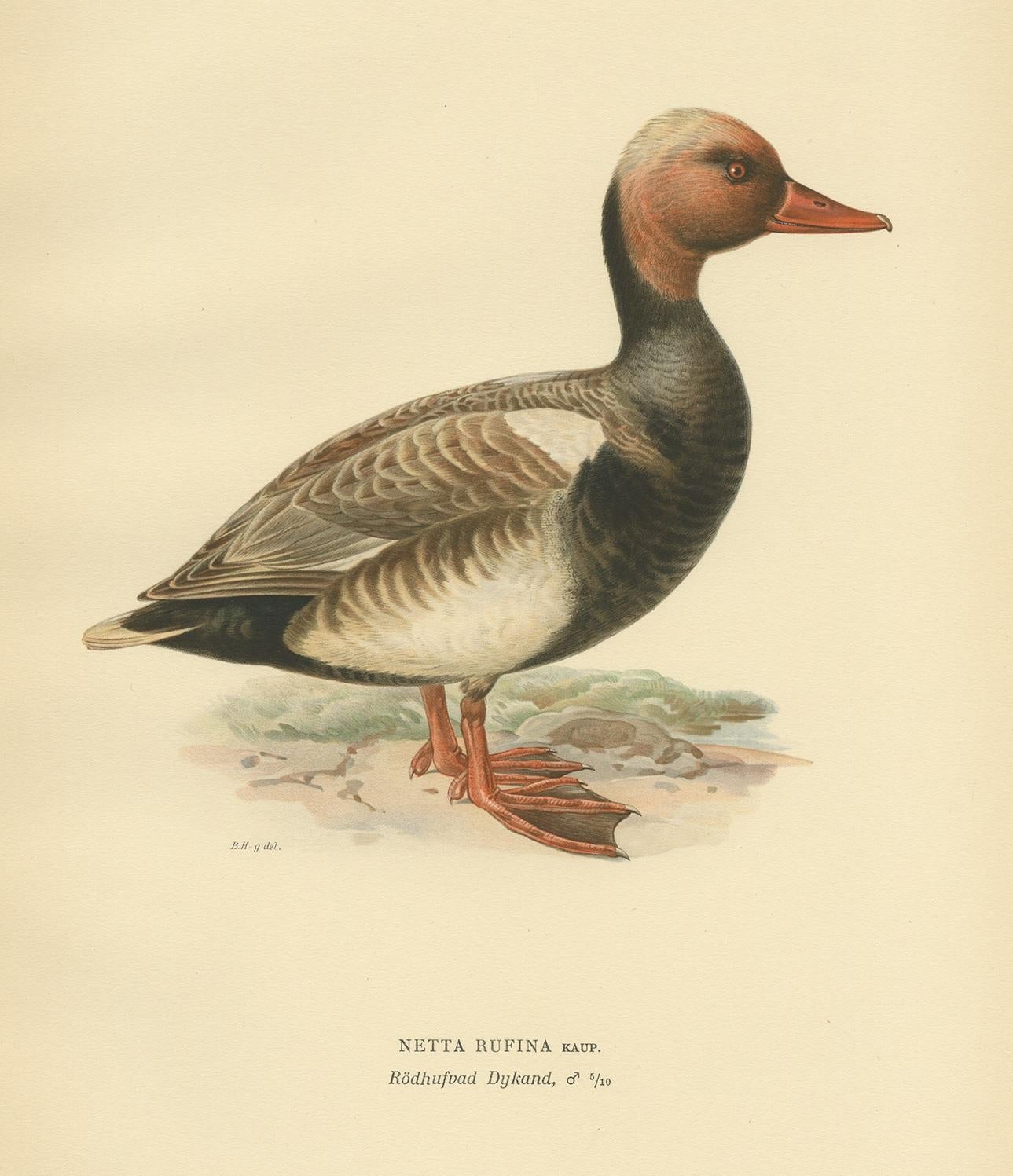 Antiker Vogeldruck mit dem Titel 'Netta Rufina'. Alter Vogeldruck mit der Darstellung der Kolbenente. Dieser Druck stammt aus 