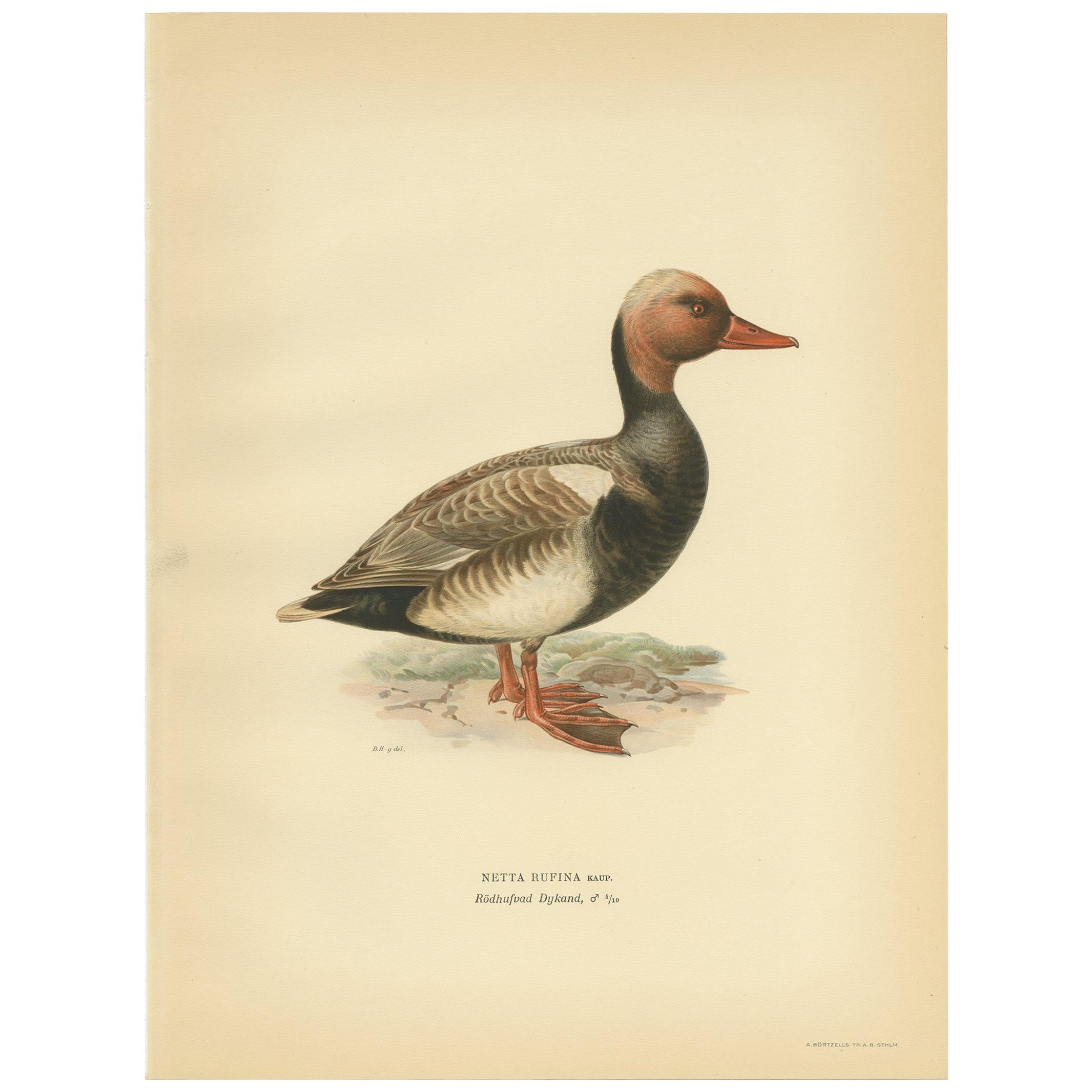 Antique Bird Print of the Red-Crested Pochard by Von Wright '1929' For Sale