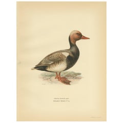 Stampa antica di uccelli del Pochard dal ciuffo rosso di Von Wright del 1929