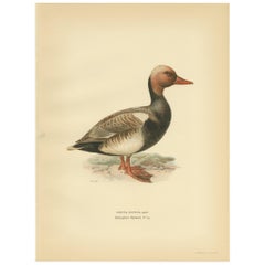 Antique Bird Print of the Red-Crested Pochard by Von Wright '1929'