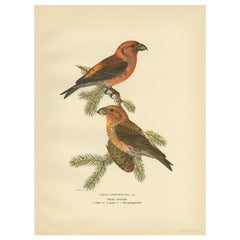 Antiker antiker Vogeldruck des roten Kreuzbills von Von Wright, 1927