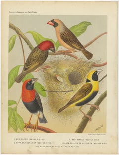 Antique Bird Print of the Red-Faced Weaver-Bird, Red-Billed Quelea, ca.1880