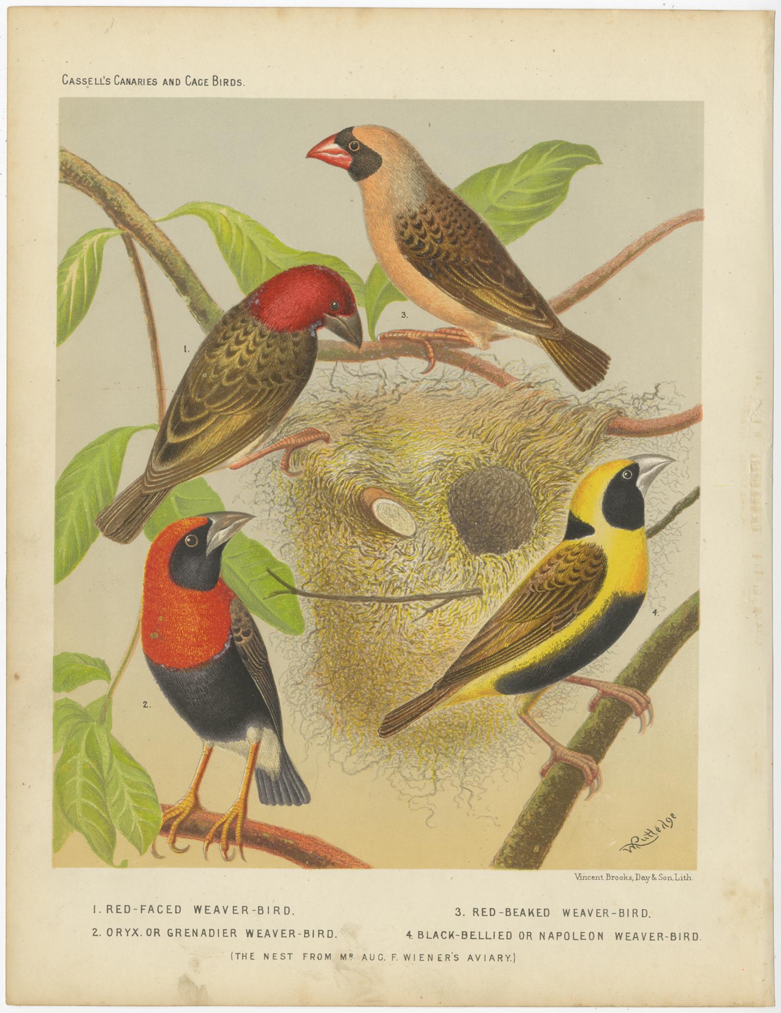 weaver finch