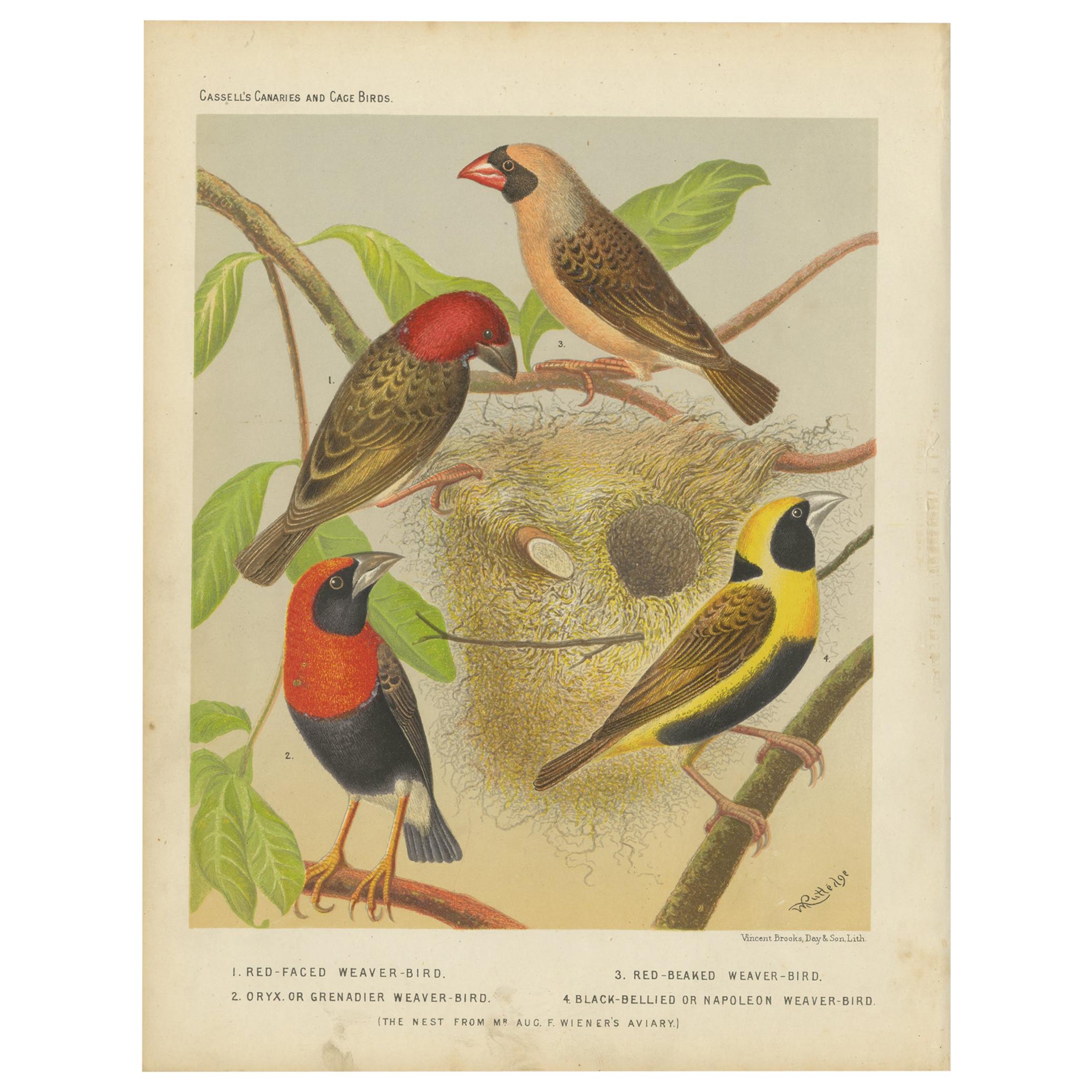 Antiker antiker Vogeldruck des rot facettierten Webers, rot geblümter Quelea und anderer