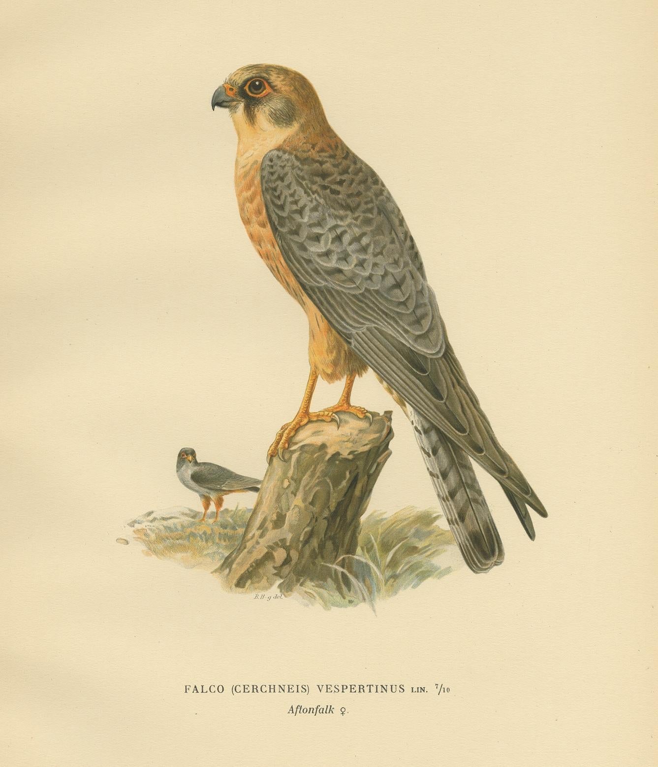 Antique bird print titled 'Falco (Cerchneis) Vespertinus'. Old bird print depicting the red-footed falcon. This print originates from 'Svenska Foglar Efter Naturen Och Pa Stenritade' by Magnus von Wright.
