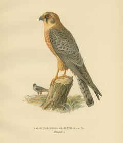 Stampa antica del falco dalle zampe rosse di Von Wright, 1929