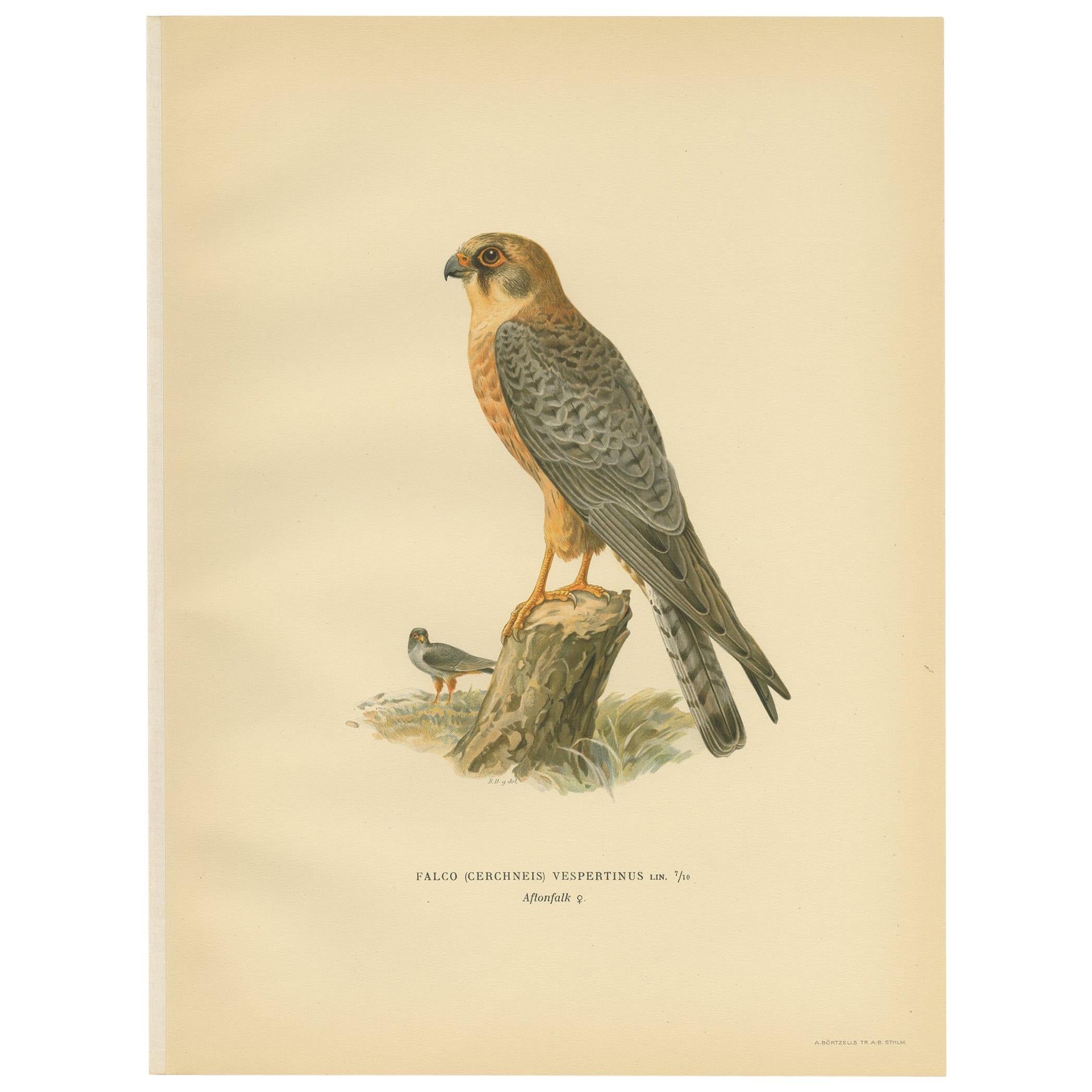 Antique Bird Print of the Red-Footed Falcon by Von Wright, 1929 For Sale