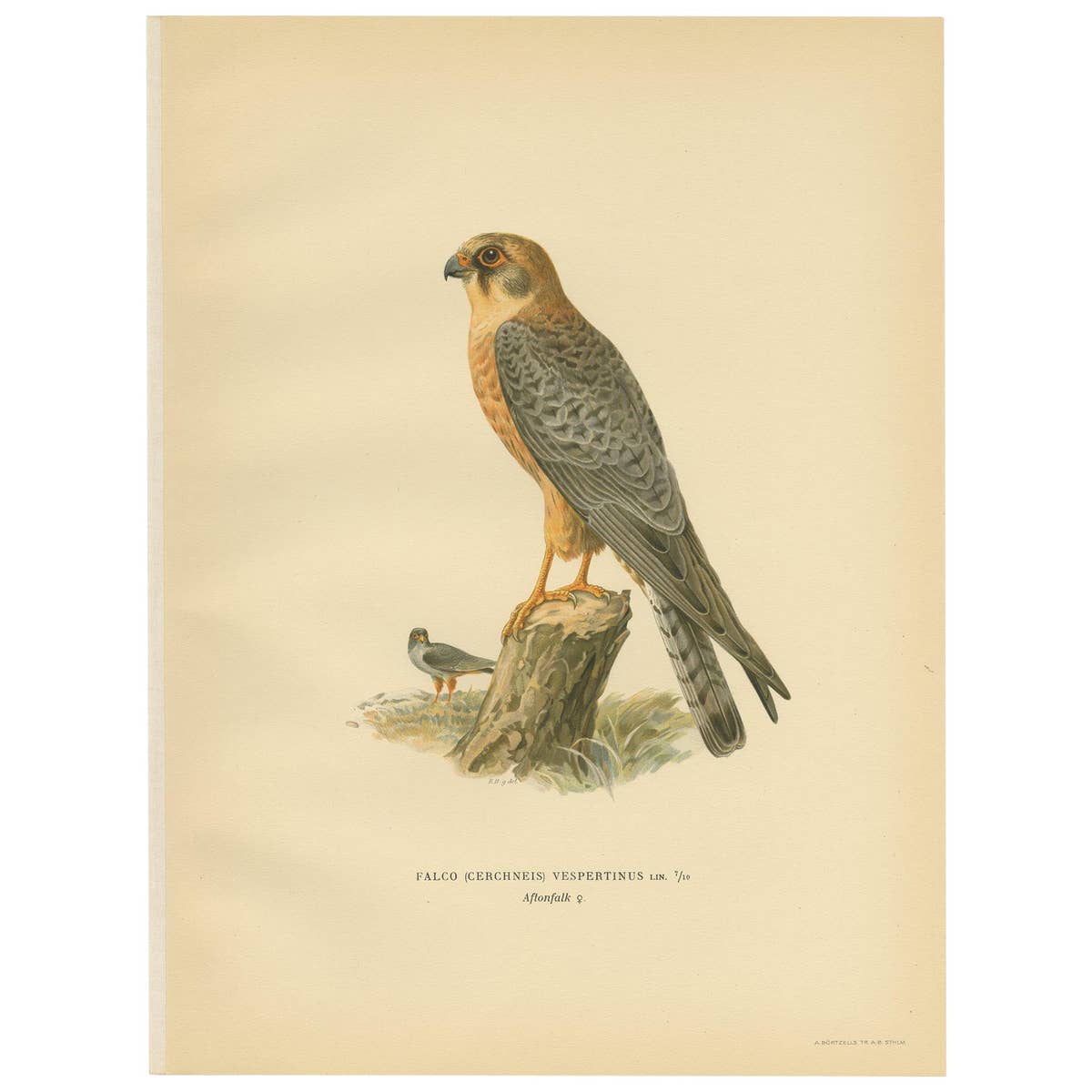 Antique Bird Print of the Red-Footed Falcon by Von Wright, 1929