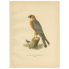 Antique Bird Print of the Red-Footed Falcon by Von Wright, 1929