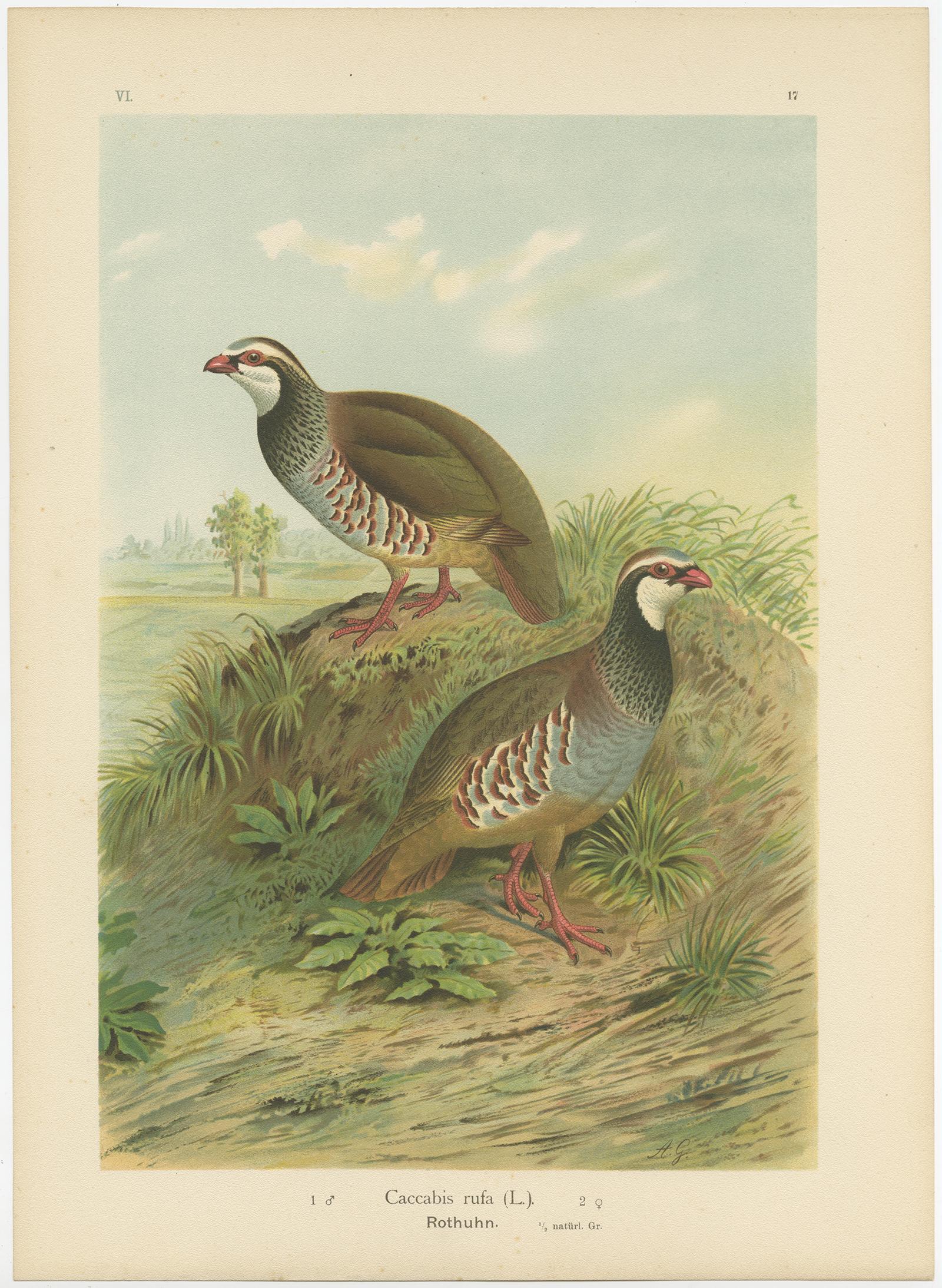 Antique bird print titled 'Caccabis Rufa - Rothuhn' . Chromolithograph of the Red-legged Partridge. This print originates from J.A. Naumann's 'Naturgeschichte der Vögel Mitteleuropas', published, circa 1895.