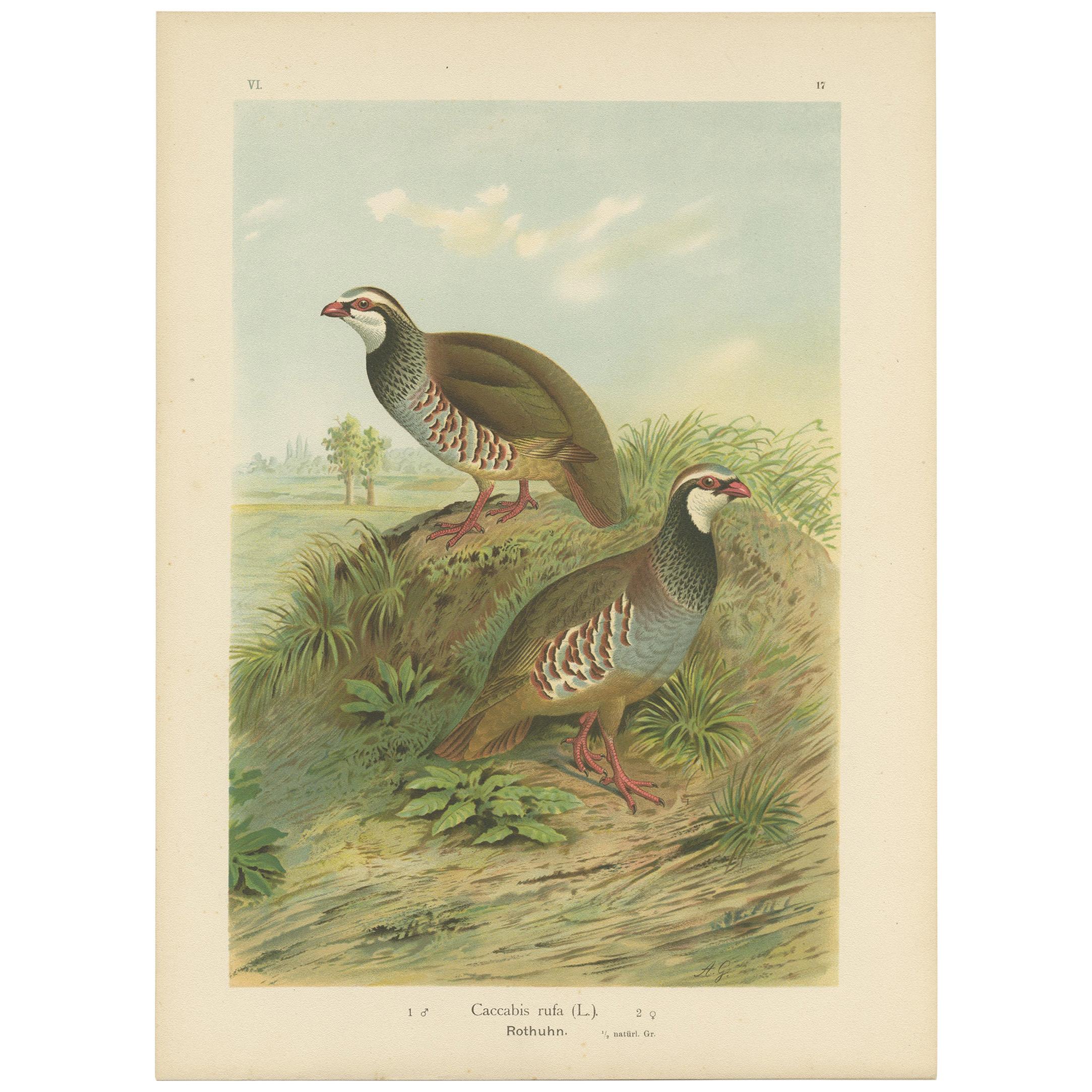 Antique Bird Print of the Red-Legged Partridge by Naumann, circa 1895