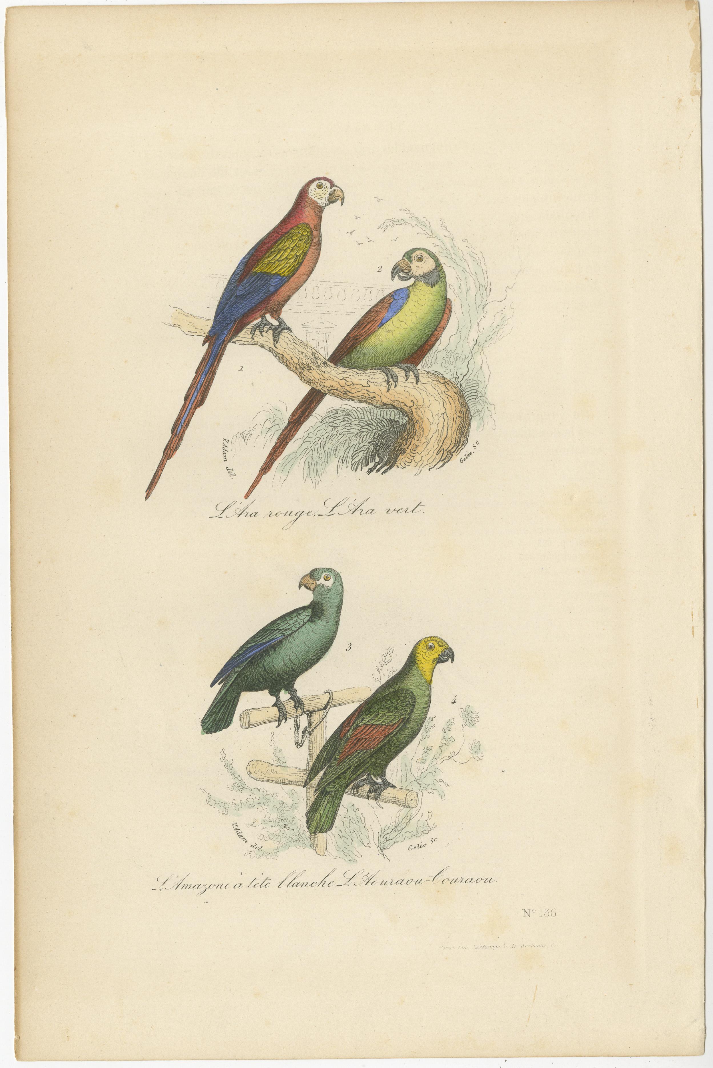 Antique print titled 'L'Ara rouge, L'Ara vert; L'Amazone a tete blanche, L'Aouraou-bouraou'. Original old print of 1. The red Macaw, 2. The green Macaw, 3. The Amazon parrot, 4. The Bouraoucon. Originates from 