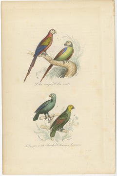 Antique Bird Print of the Red Macaw, Green Macaw and Other Parrots