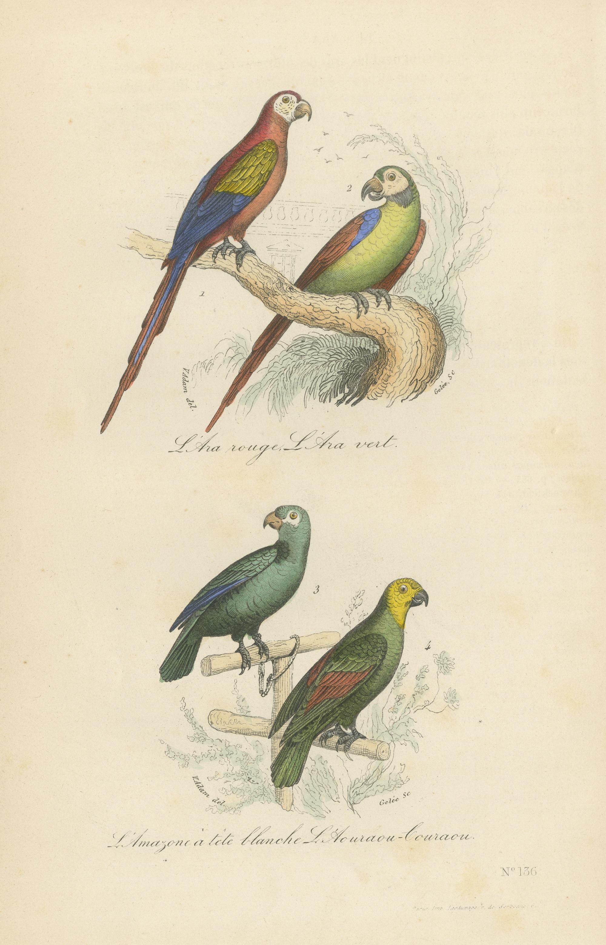 Antiker Vogeldruck des roten Macaw, des grünen Macaw und anderer Papageien im Zustand „Gut“ im Angebot in Langweer, NL