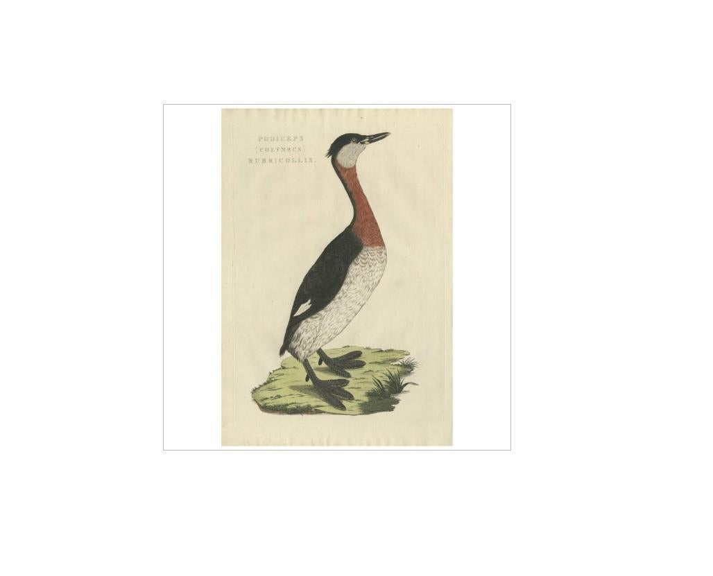 Antique print titled 'Podiceps (Colymbus) Rubricollis'. The red-necked grebe (Podiceps grisegena) is a migratory aquatic bird found in the temperate regions of the northern hemisphere. Its wintering Habitat is largely restricted to calm waters just