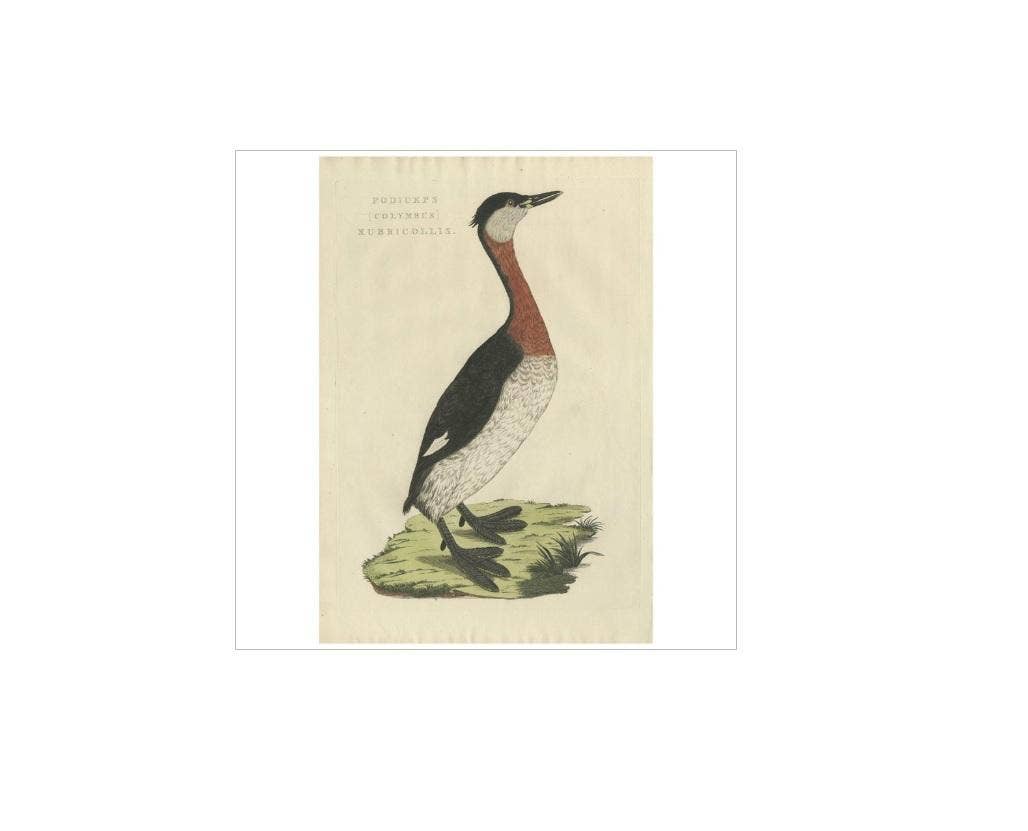 Antique Bird Print of the Red-Necked Grebe by Sepp & Nozeman, 1829