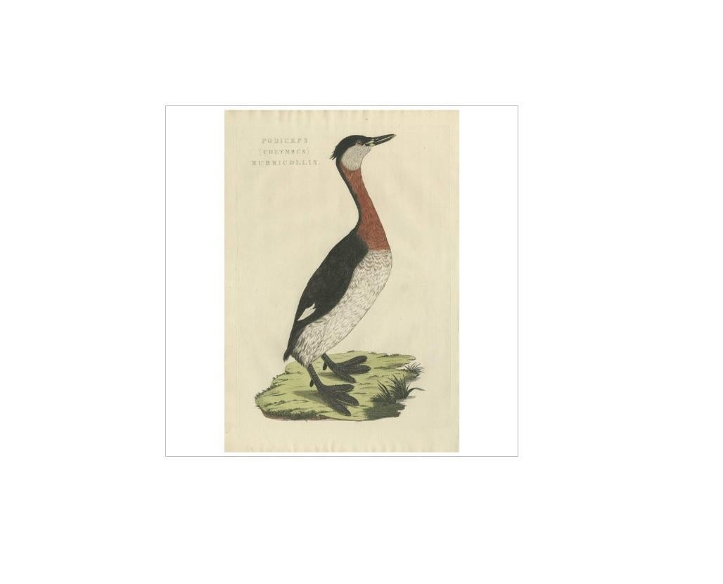 Grabado antiguo de un zampullín cuellirrojo por Sepp & Nozeman, 1829 en Bueno estado para la venta en Langweer, NL