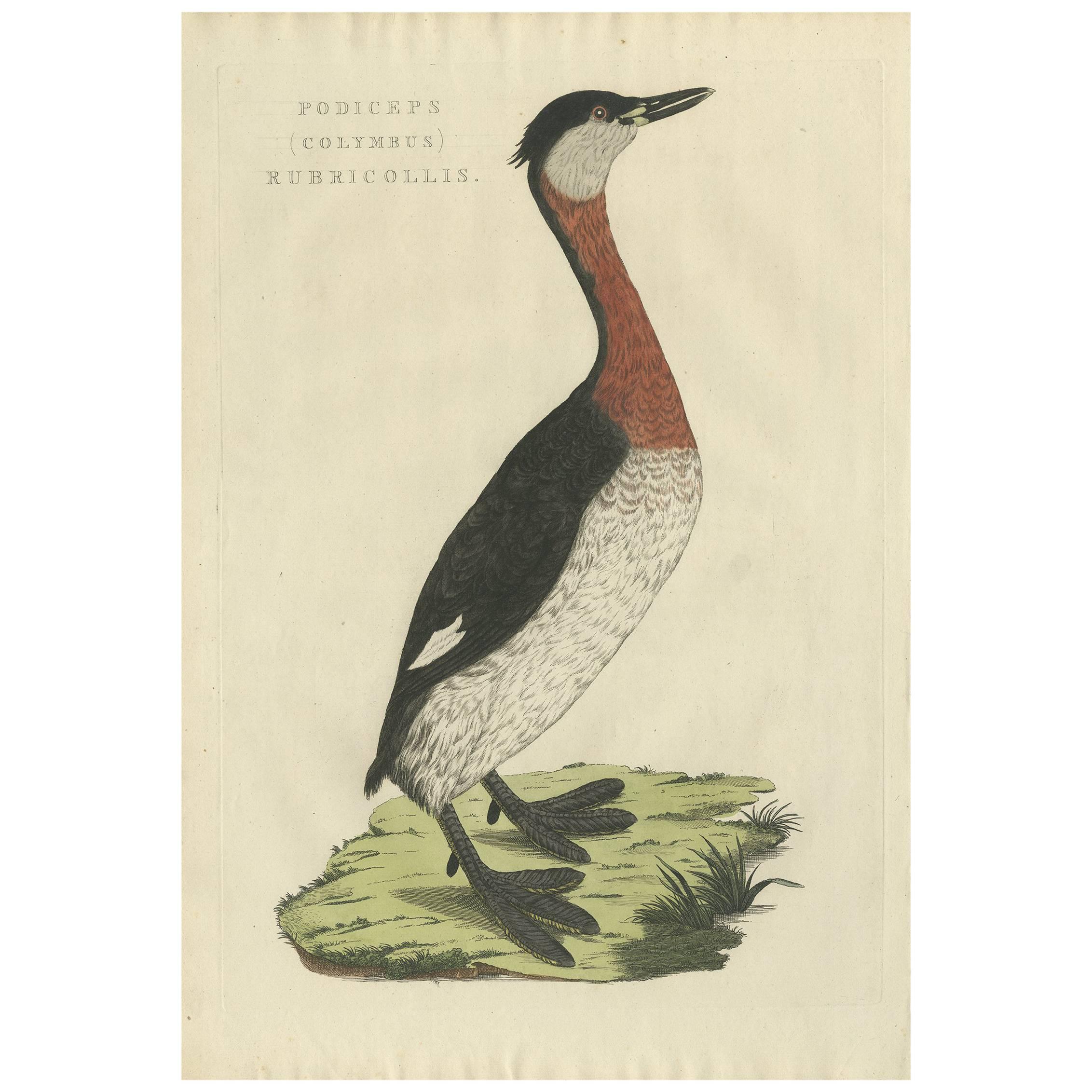 Antique Bird Print of the Red-Necked Grebe by Sepp & Nozeman, 1829 For Sale