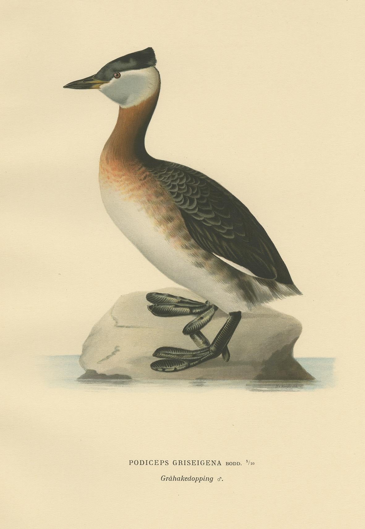 Antique Bird Print of the Red-Necked Grebe by Von Wright '1929' In Good Condition For Sale In Langweer, NL
