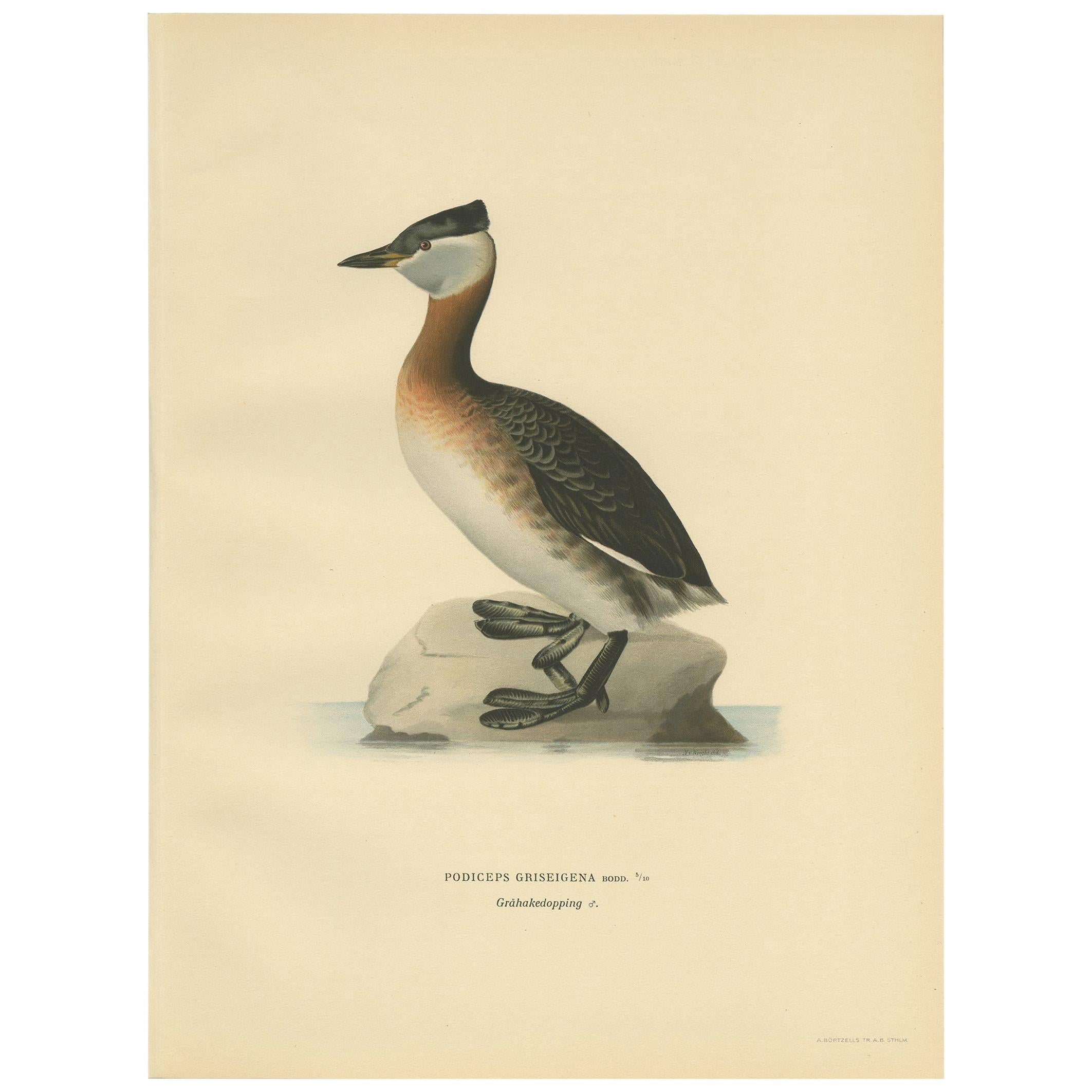 Antique Bird Print of the Red-Necked Grebe by Von Wright '1929'