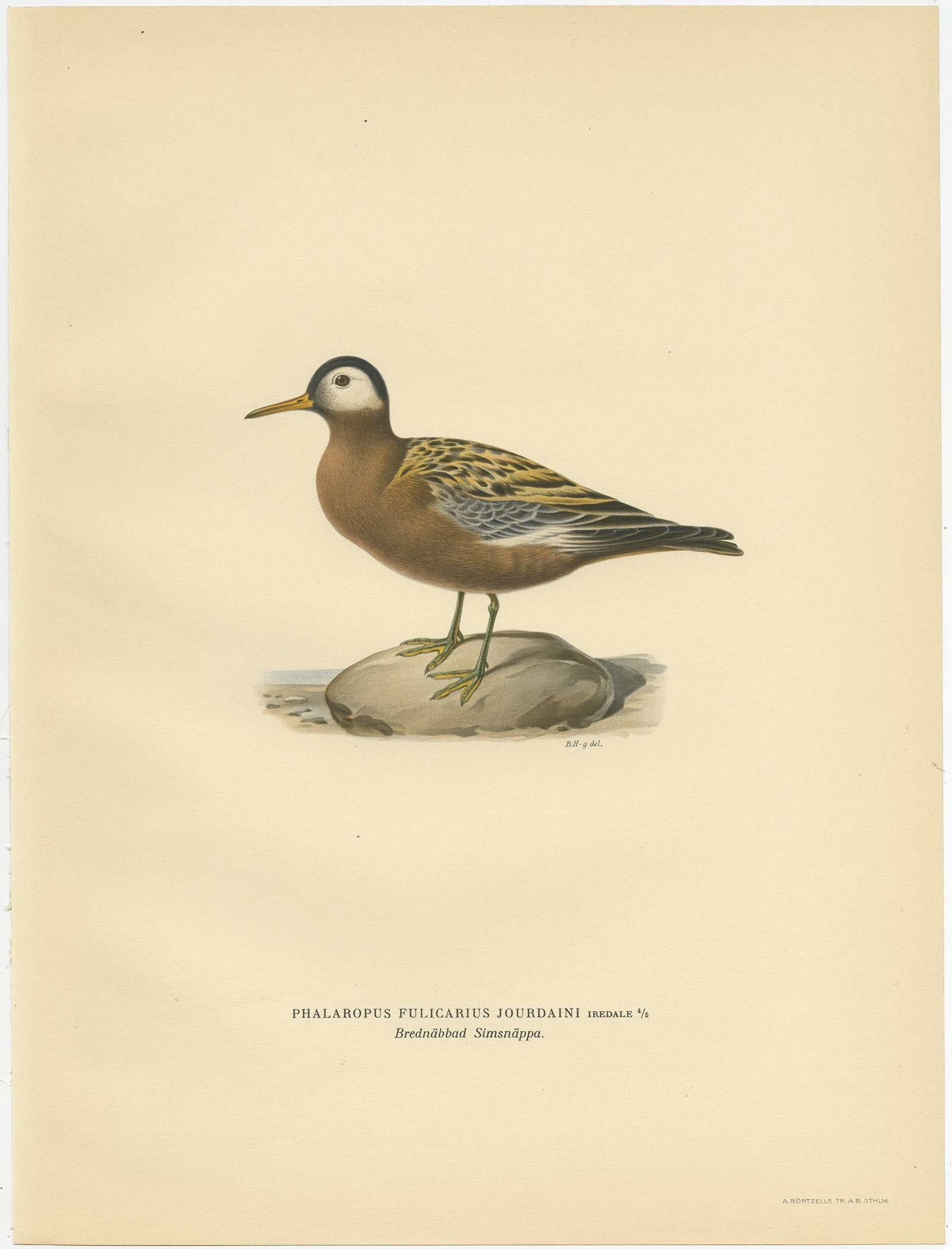 Stampa antica di uccelli intitolata 'Phalaropus Fulicarius Jourdaini'. Stampa antica di uccelli che raffigura la falarope rossa. Questa stampa proviene da 