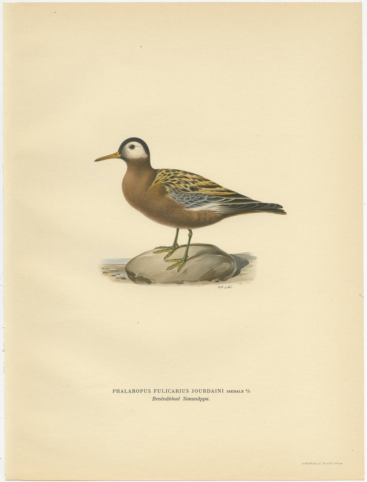 Antique Bird Print of the Red Phalarope by Von Wright '1929'