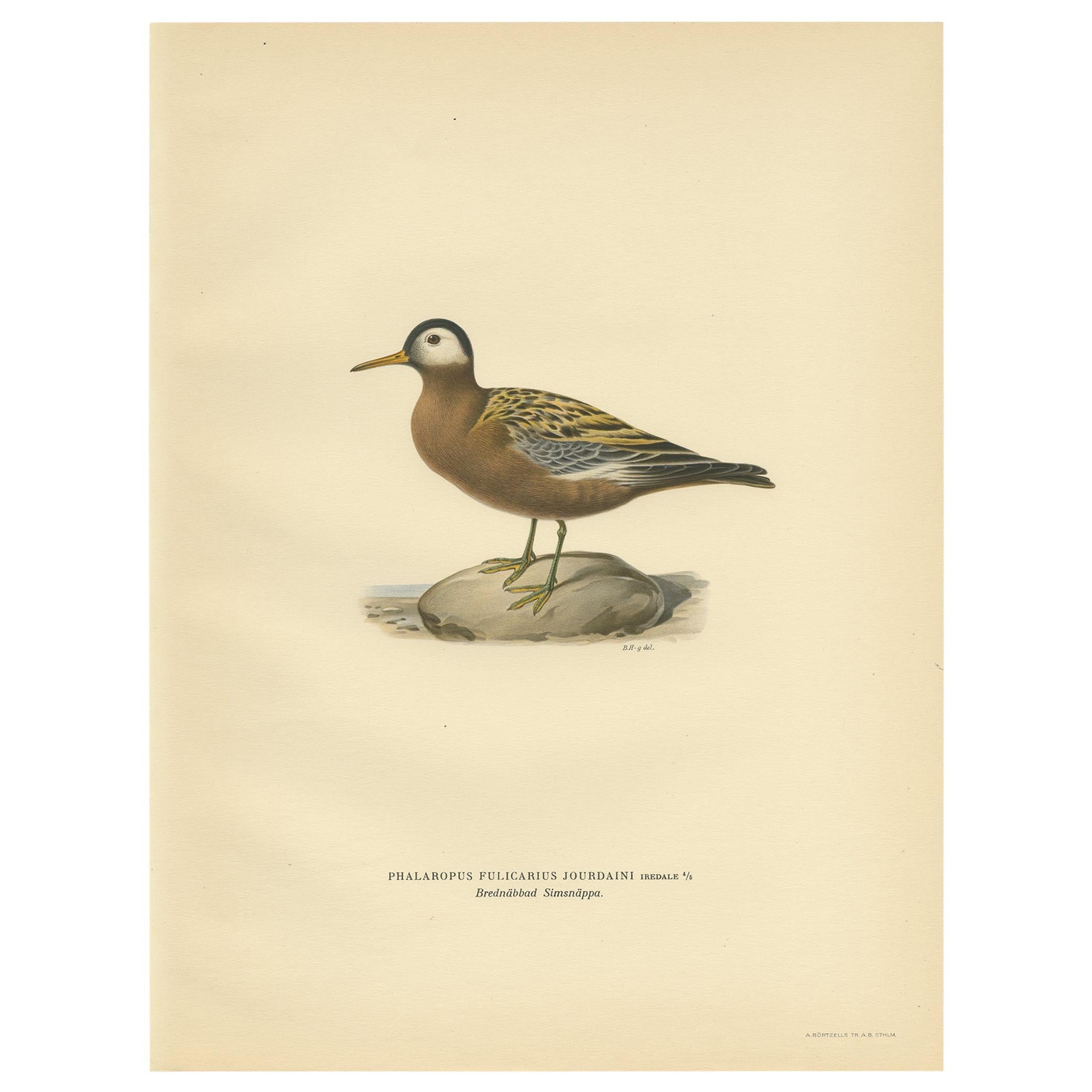 Antique Bird Print of the Red Phalarope by Von Wright '1929' For Sale