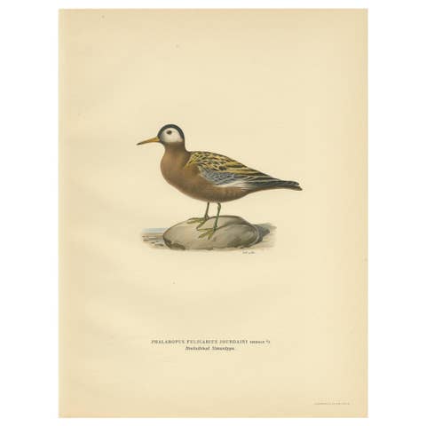 Antique Bird Print of the Red Phalarope by Von Wright '1929'