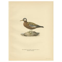 Antiker antiker Vogeldruck des roten Phalaropes von Von Wright '1929'