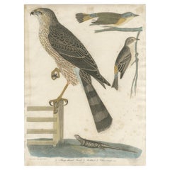 Antique Bird Print of the Red-Shinned Hawk, Redstart and a Warbler 'c.1820'