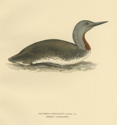 Antique Bird Print of the Red-Throated Loon by Von Wright '1929'