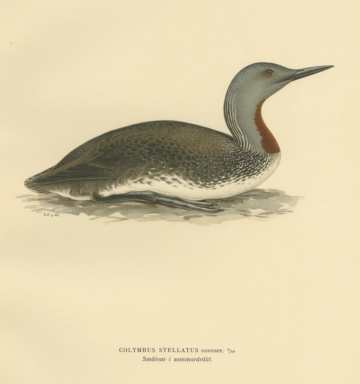 Antique Bird Print of the Red-Throated Loon by Von Wright '1929' In Good Condition For Sale In Langweer, NL